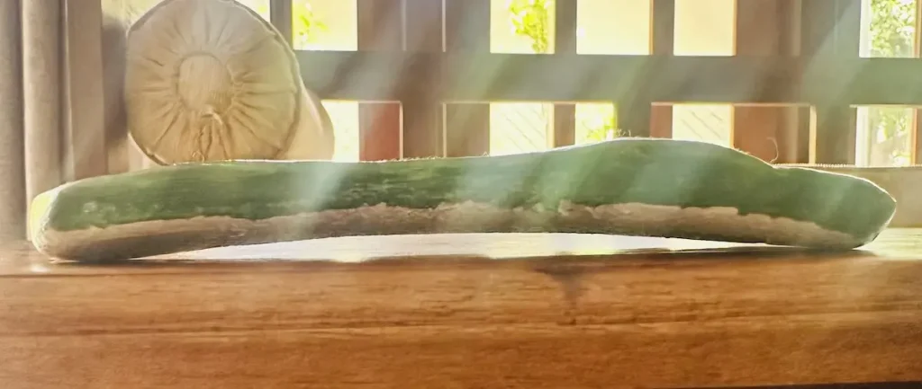 warped papaya trinket tray