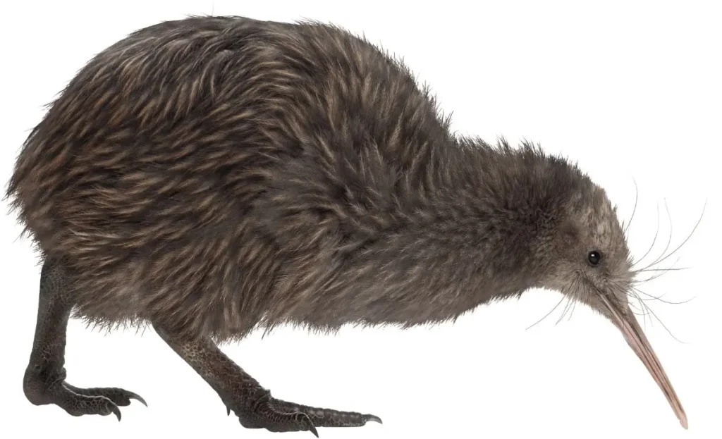 kiwi bird